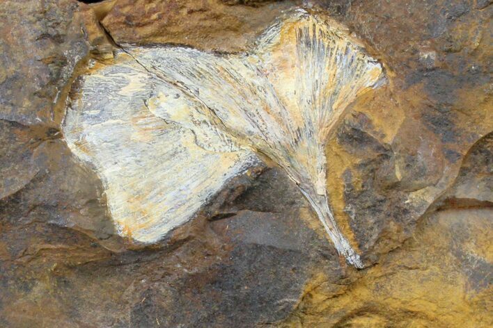 Fossil Ginkgo Leaf From North Dakota - Paleocene #162450